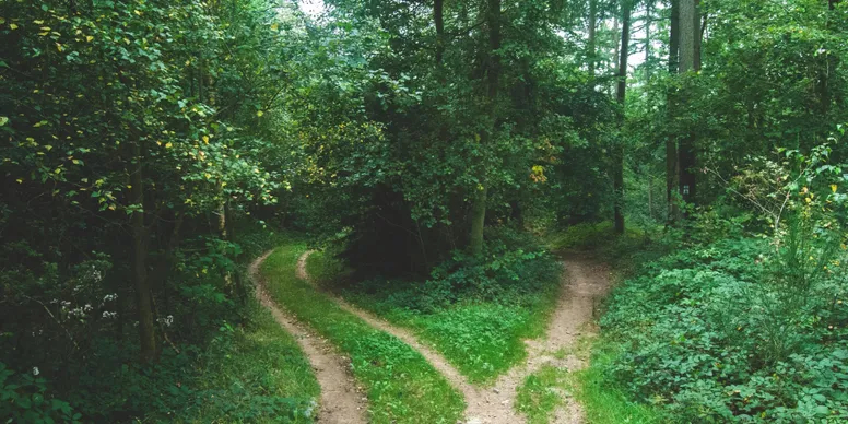 Two paths in the woods